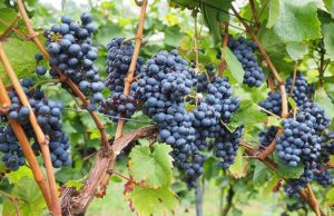 BORDEAUX TRADING IMAGE 2 VIGNE