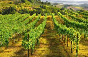 BORDEAUX TRADING IMAGE 2 VIGNE